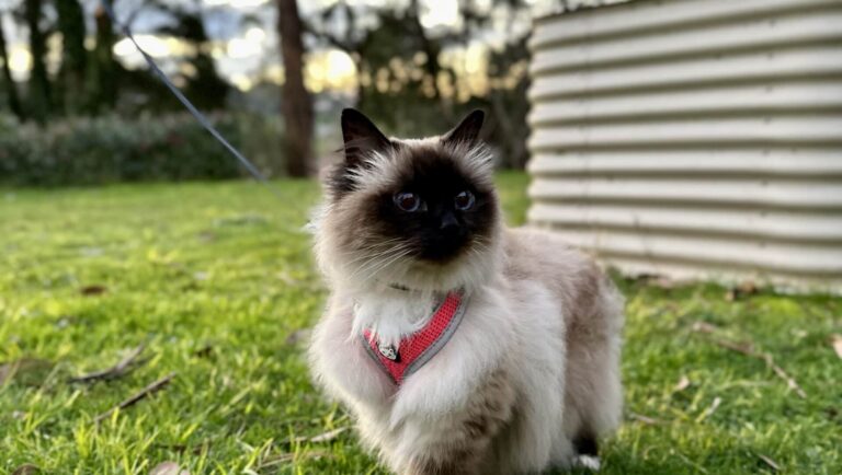 Cat in backyard on a leash