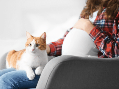 Your cat and pregnancy