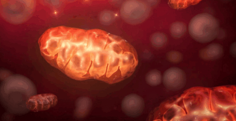 Image is an illustration of an ageing placenta