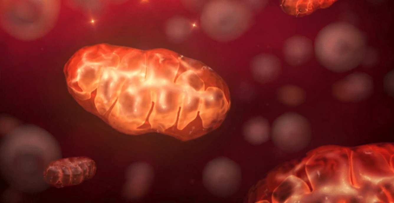 Image is an illustration of an ageing placenta